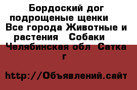 Бордоский дог подрощеные щенки.  - Все города Животные и растения » Собаки   . Челябинская обл.,Сатка г.